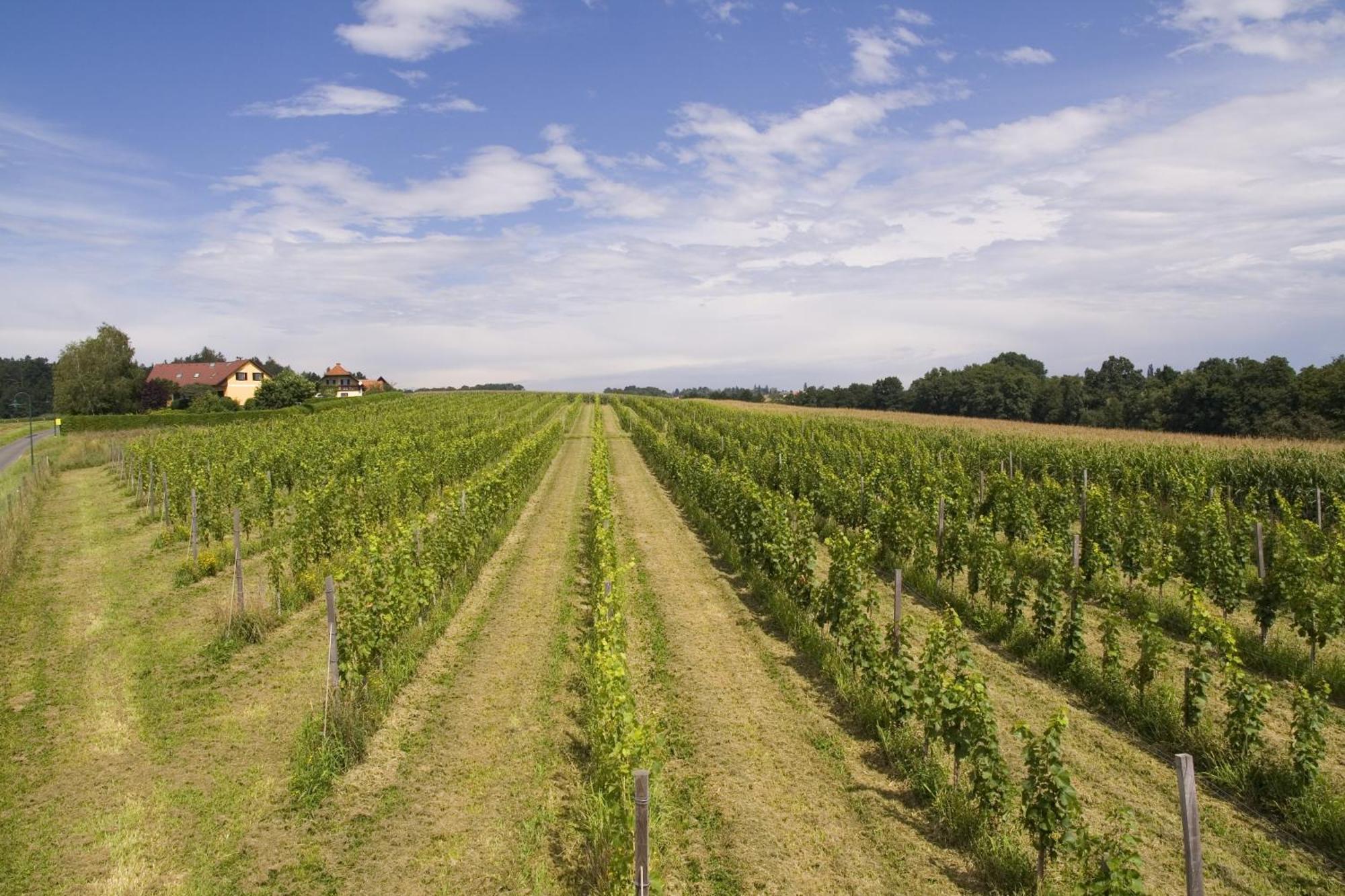 Fruehstueckspension Kleinschuster Burgau Exteriör bild